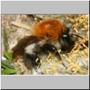 Bombus pascuorum - Ackerhummel 01.jpg